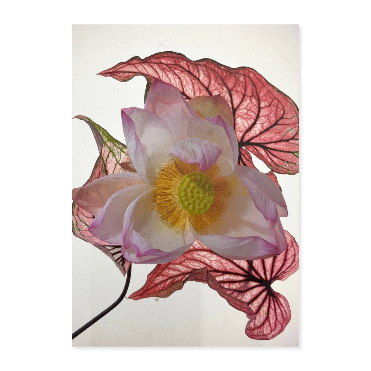 Greeting Cards (Set of 6s) - Set B
