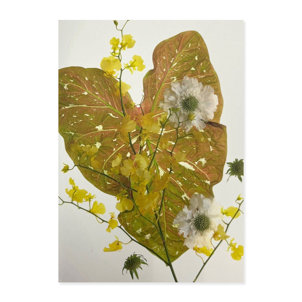 Greeting Cards (Set of 6s) - Set B