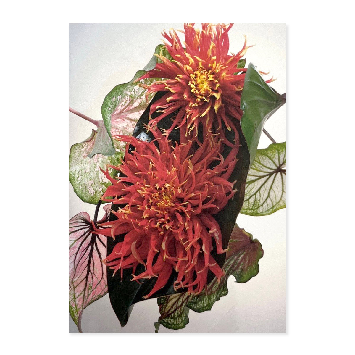 Greeting Cards (Set of 6s) - Set B