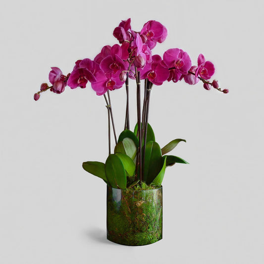 Potted Orchid